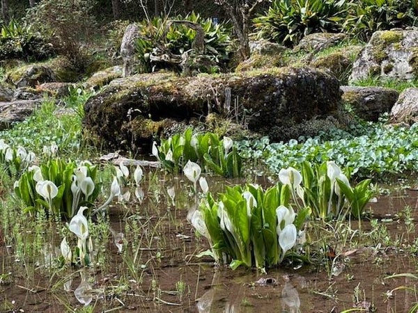 圧巻!その数1,000本!枝垂れ桜「天空の花園 高見の郷」2時間滞在と波瀬の水芭蕉&約50万株の馬見チューリップ【JR高槻・枚方市・河内磐船発】2